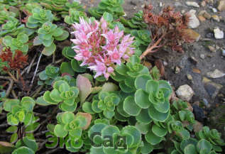 Очиток ложный (Sedum spurium)