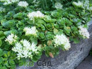 Очиток ложный "Альба" (Sedum spurium  'Alba')