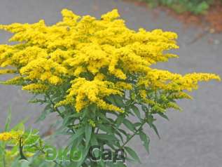 Золотарник=солидаго "Штраленкроне" (Solidago ’Strahlenkrone’)