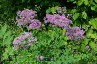 Василистник водосборолистный "Сандерклауд" (Thalictrum aquilegifolium ’Thundercloud’)