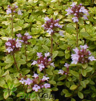 Тимьян лимонно пахнущий "Ауреус" (Thymus citriodorus ’Aureus’)