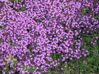 Тимьян ранний "Кокцинеус" (Thymus praecox ’Coccineus’)