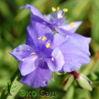 Традесканция Андерсона "Церулеа Плена" (Tradescantia andersoniana ’Caerulea Plena’)