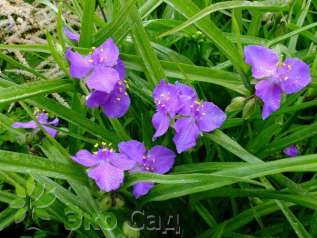 Традесканция Андерсона "Пьюэвелл Джайнт" (Tradescantia andersoniana ’Purewell Giant’)