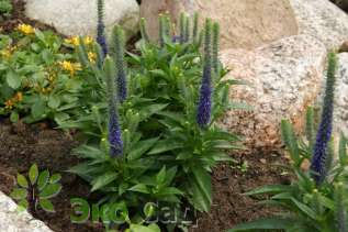 Вероника колосковая "Ульстер Дварф Блю" (Veronica spicata ‘Ulster Dwarf Blue’)