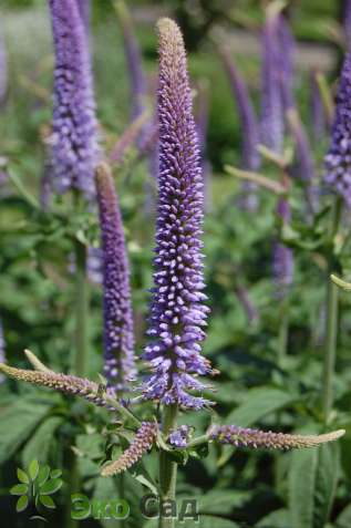 Вероникаструм виргинский "Темптейшн" (Veronicastrum virginicum ‘Temptation’)