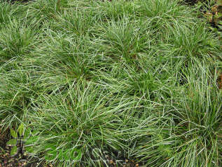 Сеслерия голубая (Sesleria caerulea)