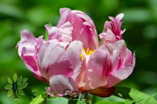 Пион молочноцветковый "Пинк Луау" (Paeonia lactiflora 'Pink Luau')