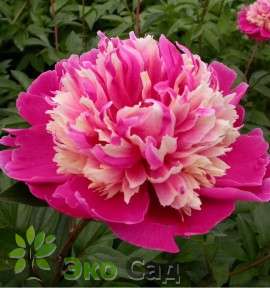 Пион молочноцветковый "Дейдрим" (Paeonia lactiflora 'Daydream')