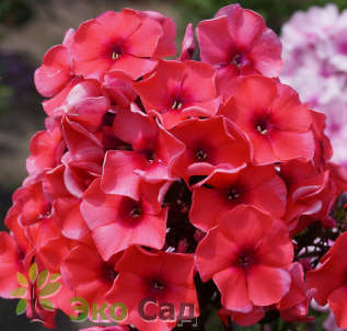 Флокс метельчатый "Текила Санрайз" (Phlox paniculata 'Tequille Sunrise')