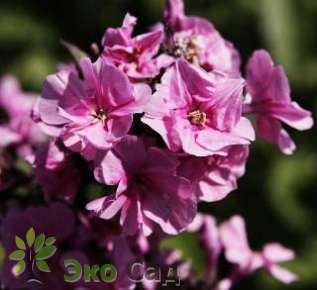 Флокс метельчатый "Зенобия" (Phlox paniculata 'Zenobia')