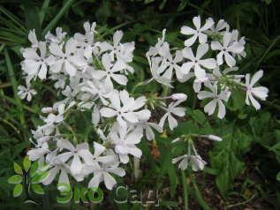 Флокс растопыренный "Уайт Перфьюм" (Phlox divaricata 'White Perfume')