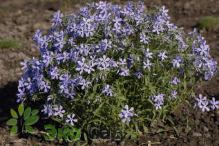 Флокс растопыренный "Клаудс оф Перфьюм" (Phlox divaricata 'Clouds of Perfume')