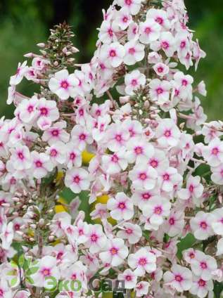 Флокс пятнистый "Дельта" (Phlox maculata ‘Delta’)