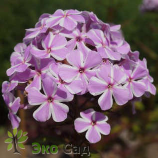 Флокс метельчатый "Ол-ин-Ван" (Phlox paniculata 'All-in One')