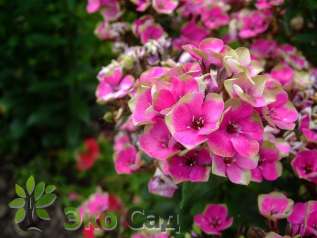 Флокс метельчатый "Ореол" (Phlox paniculata 'Aureole')