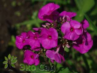 Флокс метельчатый "Делила" (Phlox paniculata 'Delilah')