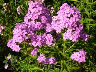 Флокс метельчатый "Гесперис" (Phlox paniculata 'Hesperis')