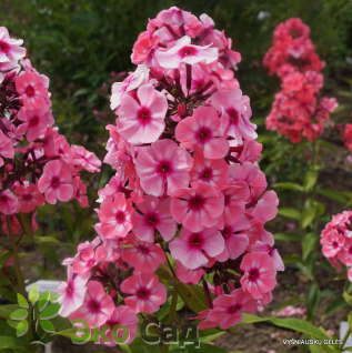 Флокс метельчатый "Лариса" (Phlox paniculata 'Larissa')