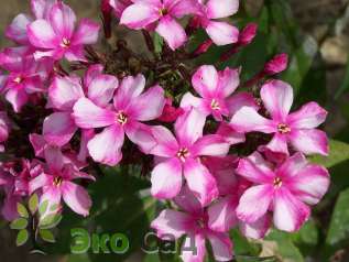 Флокс метельчатый "Мисс Эли" (Phlox paniculata 'Miss Elie')