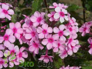 Флокс метельчатый "Мисс Пеппер" (Phlox paniculata 'Miss Pepper')