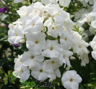 Флокс метельчатый "Пина Колада" (Phlox paniculata 'Pina Colada')