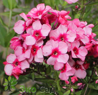 Флокс метельчатый "Ред Карибиен" (Phlox paniculata 'Red Caribean')