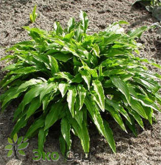 Хоста "Грин Бэг" (Hosta ‘Green Bag’)