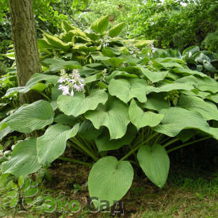 Хоста "Кингсайз" (Hosta ‘Kingsize’)