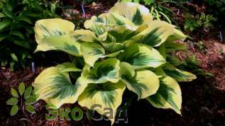 Хоста "Либерти" (Hosta ‘Liberty’)