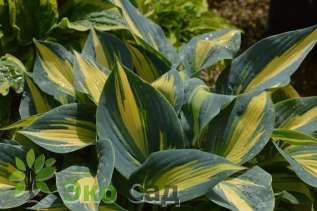 Хоста "Мэджик Айленд" (Hosta ‘Magic Island’)