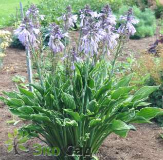 Хоста "Прейинг Хэндс" ( Hosta ‘Praying Hands')