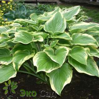 Хоста "Виктори" (Hosta ‘Victory’)