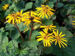 Бузульник зубчатый "Отелло" (Ligularia dentata ‘Othello’)