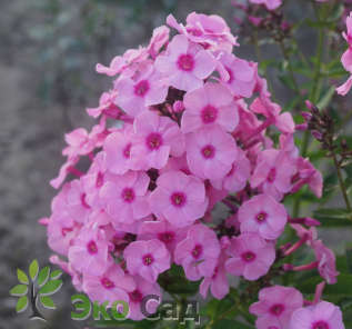 Флокс метельчатый "Хербствальцер" (Phlox paniculata 'Herbstwalzer')