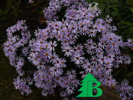 Астра кустарниковая "Зилбертеппих"(Aster dumosus Silberteppich)