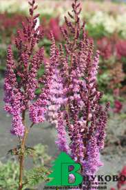 Астильба китайская "Пумила" (Astilbe chinensis Pumila)