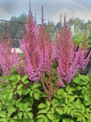 Астильба китайская разновидн. таквети (Astilbe chinensis var. taquetii)