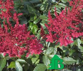 Астильба Арендса "Огаст Лайт"="Августлёйхтен" (Astilbe arendsii 'August Light' = ’Augustleuchten’ )