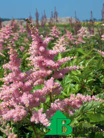 Астильба Арендса "Брессингем Бьюти" (Astilbe arendsii Bressingham Beauty)