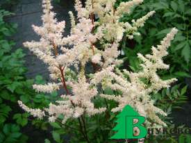 Астильба Арендса "Бумальда" (Astilbe arendsii 'Bumalda)')