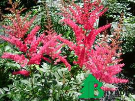 Астильба Арендса "Каттлея" (Astilbe arendsii Cattleya)