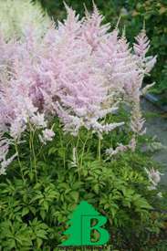 Астильба Арендса "Гиацинт" (Astilbe arendsii "Hyazinth")