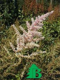 Астильба Арендса "Венус" (Astilbe arendsii "Venus")