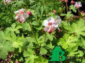 Герань крупнокорневищная "Шпессарт" (Geranium macrorrhizum Spessart)