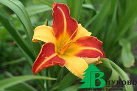 Лилейник гибридный "Франс Халс" (Hemerocallis hybrida ‘Frans Hals’)