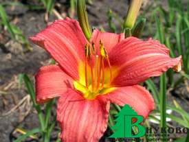 Лилейник гибридный "Пинк Дамаск" (Hemerocallis hybrida Pink Damask)