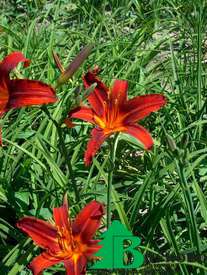 Лилейник гибридный "Сэмми Расселл" (Hemerocallis hybrida Sammy Russell)