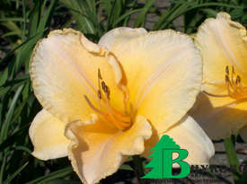 Лилейник гибридный "Астолат" (Hemerocallis hybrida Astolat)