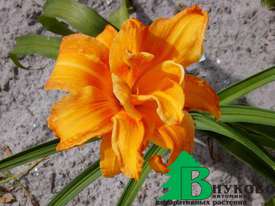 Лилейник гибридный "Бандолеро" (Hemerocallis hybrida Bandolero)